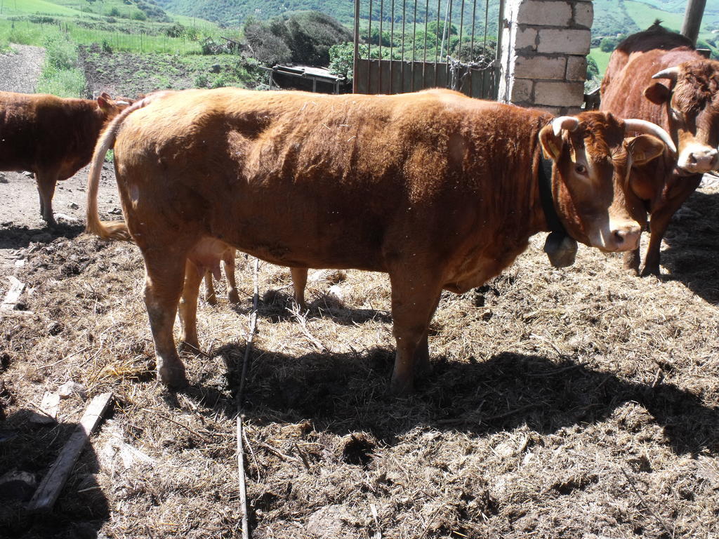 Agriturismo Sa Tanca Noa Tergu Buitenkant foto